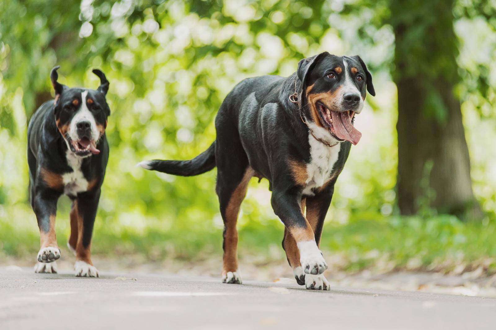 Grosser Schweizer Sennenhund › Hunde Info.de