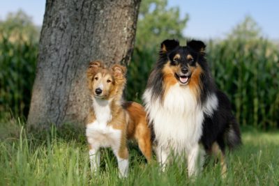 Sheltie Shetland Sheepdog