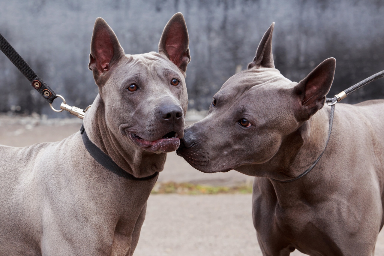 ondsindet lys s interval Thai Ridgeback › Hunde-Info.de