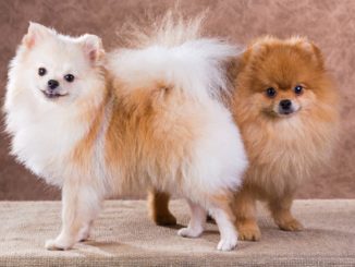 Zwergspitz Pomeranian