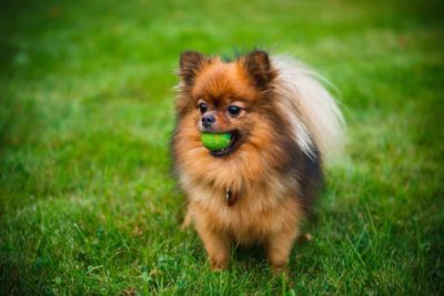 Zwergspitz Pomeranian
