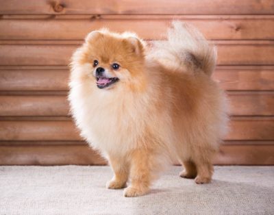Zwergspitz Pomeranian